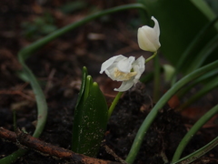 Scilla mischtschenkoana