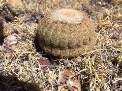 Echinocereus pectinatus pectinatus