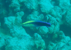 Labroides phthirophagus