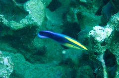 Labroides phthirophagus