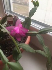 Schlumbergera buckleyi