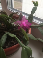Schlumbergera buckleyi