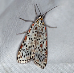 Utetheisa lotrix