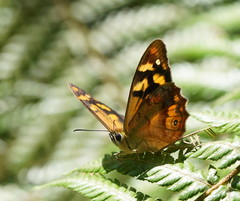 Heteronympha banksii