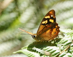 Heteronympha banksii