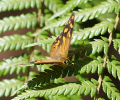 Heteronympha banksii