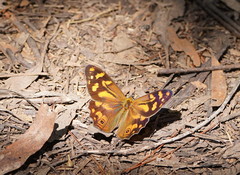 Heteronympha banksii