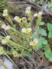 Gentiana aquatica pseudoaquatica