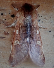 Psaphida styracis
