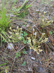 Gentiana aquatica pseudoaquatica