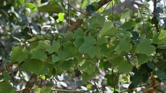 Delairea odorata