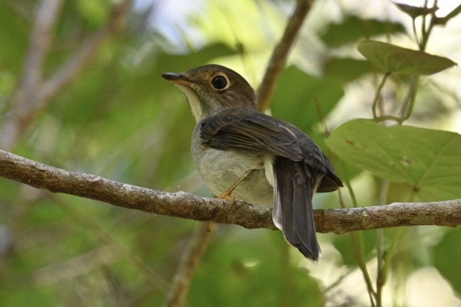 Cuban Solitaire (Myadestes elisabeth), photo 3