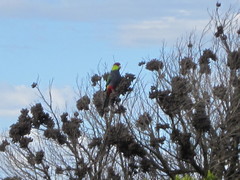 Purpureicephalus spurius