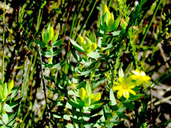 Gnidia styphelioides