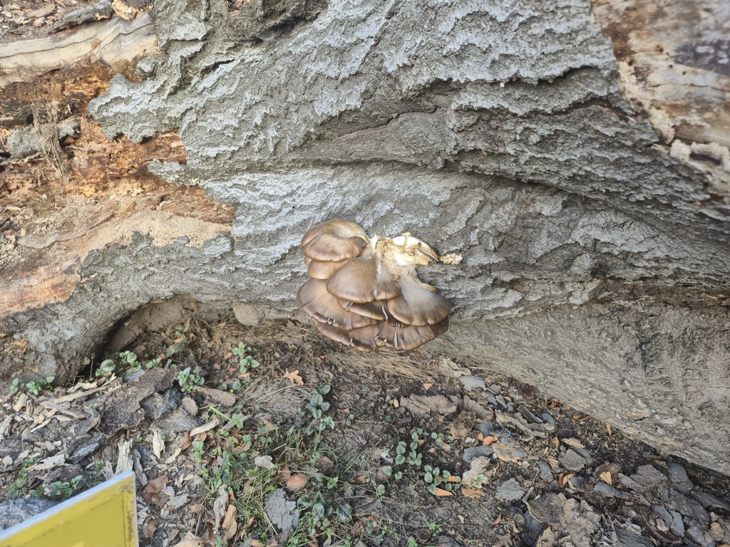 Pleurotus ostreatus · March 2026 · photo: © bobo-x (iNaturalist, cc-by)