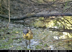 Motacilla flava thunbergi