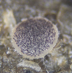 Ascobolus sacchariferus