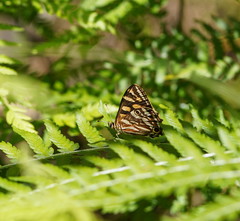 Oreixenica kershawi