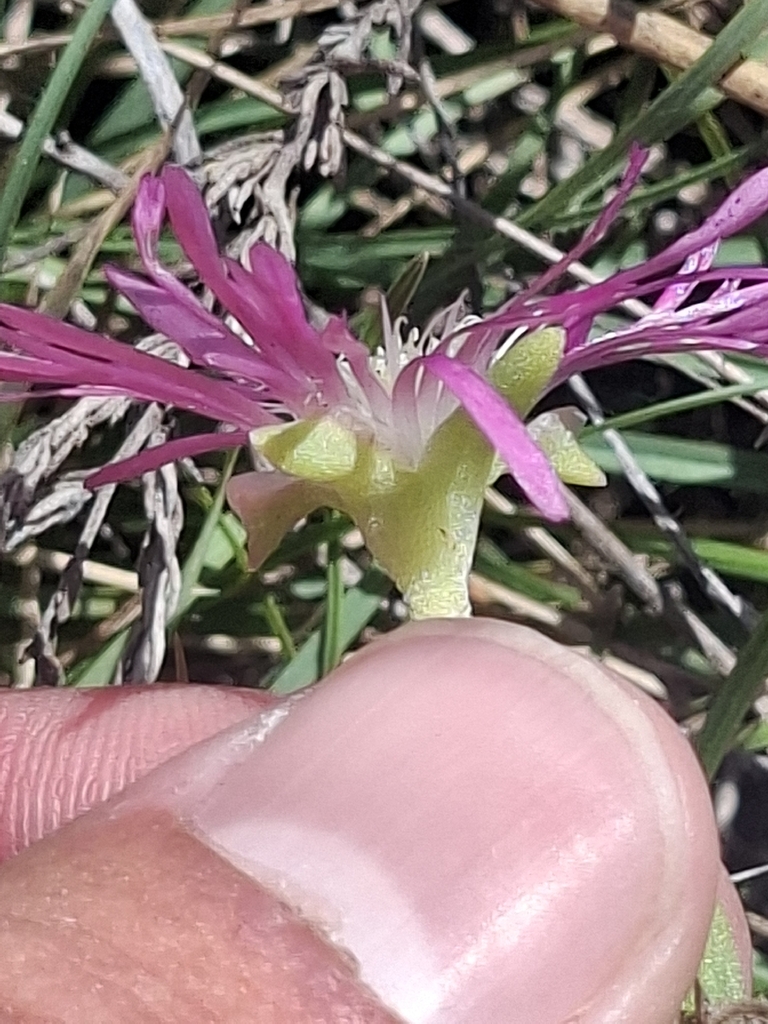 pink trailing iceplant