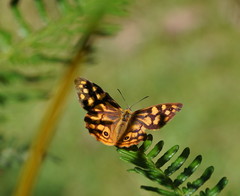 Oreixenica kershawi