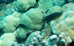 Pycnochromis vanderbilti