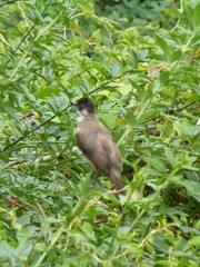 Pycnonotus xanthorrhous