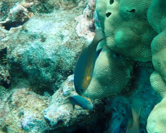 Pycnochromis vanderbilti