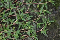 Persicaria prostrata
