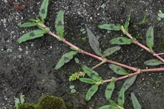 Persicaria prostrata