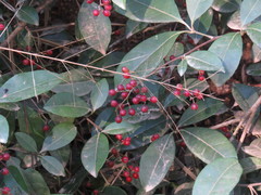 Zanthoxylum ovalifolium