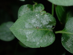 Golovinomyces vincae