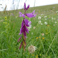 Polygala major
