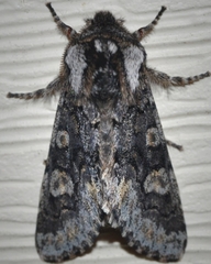 Psaphida thaxterianus