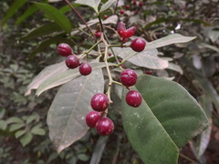 Zanthoxylum ovalifolium