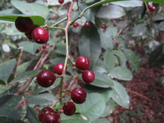 Zanthoxylum ovalifolium