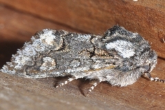 Psaphida thaxterianus