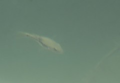 Herichthys pantostictus