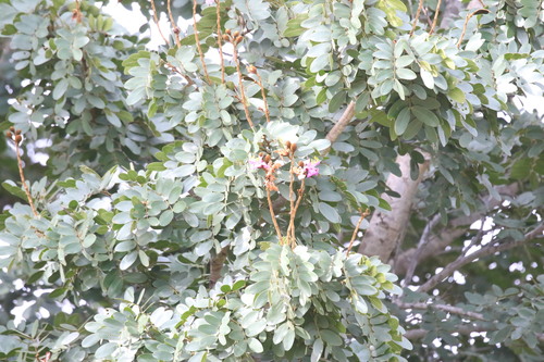 African teak (Baikiaea plurijuga)