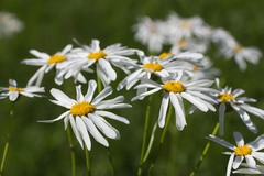 Tanacetum corymbosum
