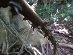 Zanthoxylum nitidum nitidum