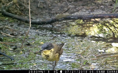 Motacilla flava thunbergi