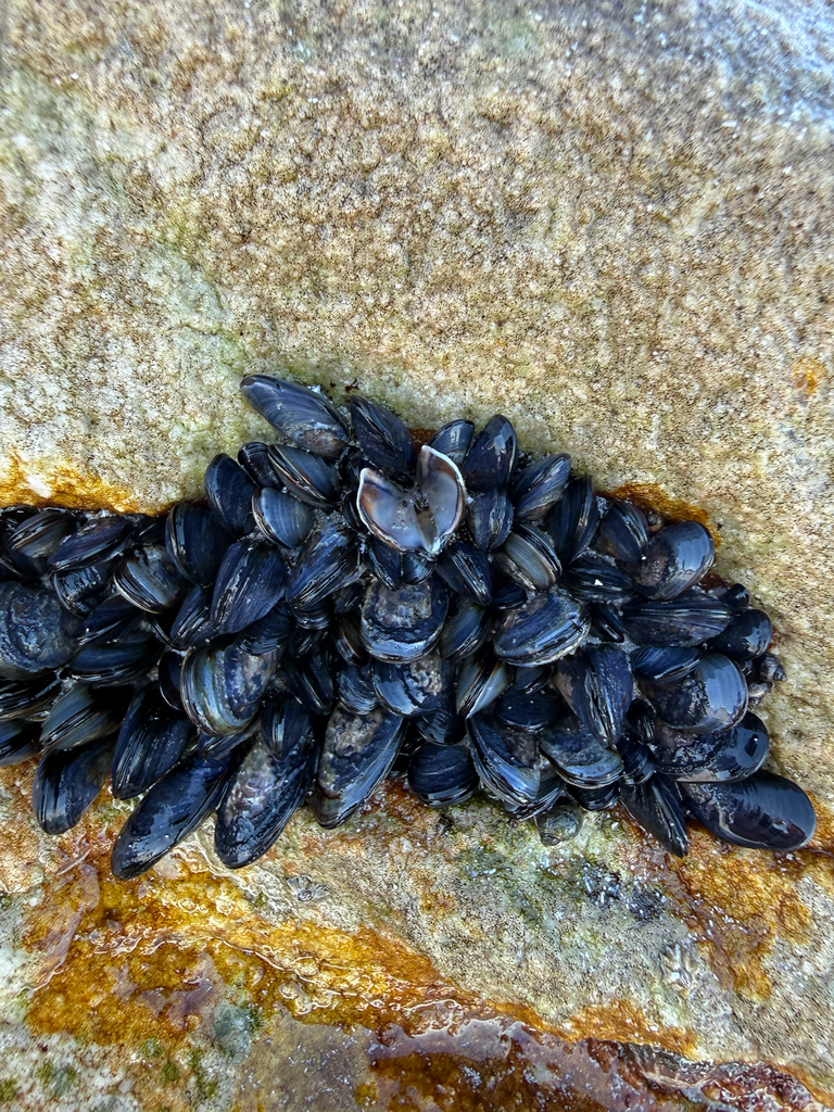 Foto de Mejillón mediterráneo (Mytilus galloprovincialis)
