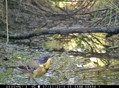 Motacilla flava thunbergi