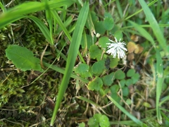 Thalictrum urbainii