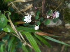 Thalictrum urbainii