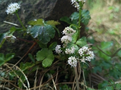 Sanicula lamelligera