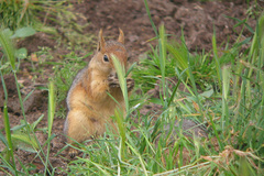 Sciurus anomalus