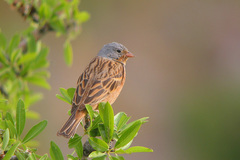 Emberiza caesia