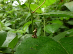 Psychidae