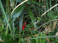 Ardisia crispa